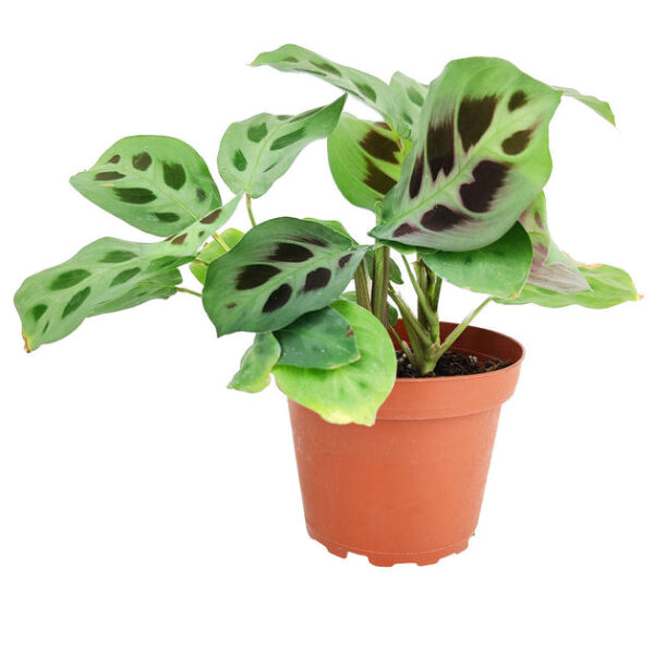Maranta Green Prayer Plant - Image 2