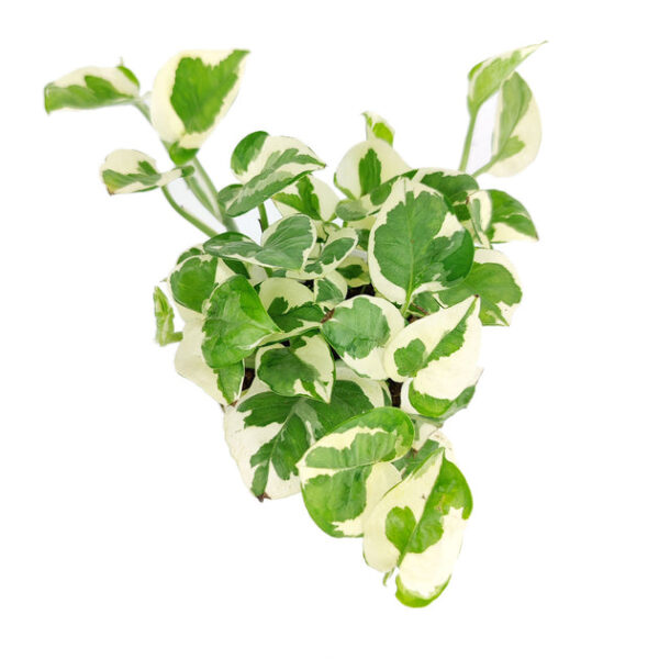 Pothos N'joy - Image 4