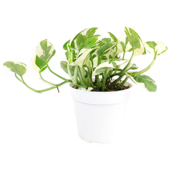 Pothos N'joy - Image 5