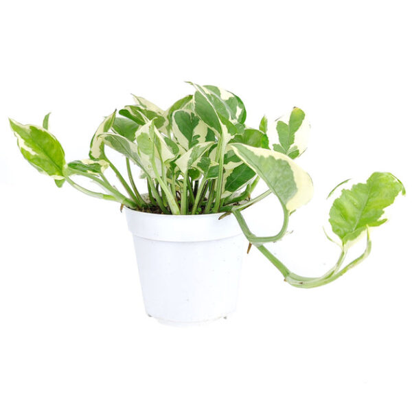 Pothos N'joy - Image 6