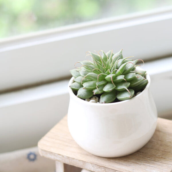 Graptoveria Silver Star - Image 2