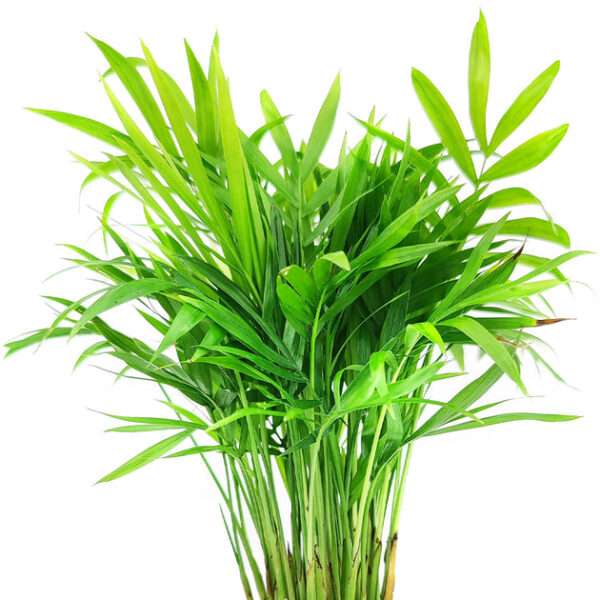 Neanthe Bella Palm - Image 4