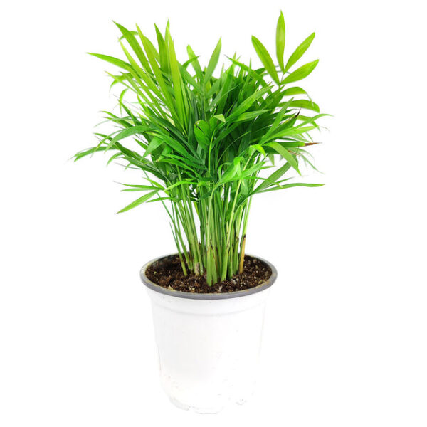 Neanthe Bella Palm - Image 2