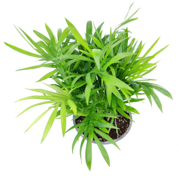 Neanthe Bella Palm - Image 5