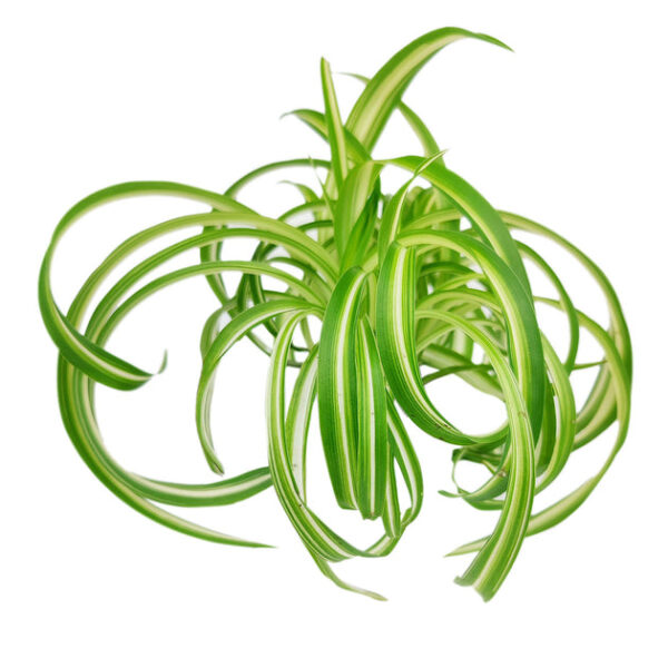Curly Spider Plant 'Bonnie' - Image 2