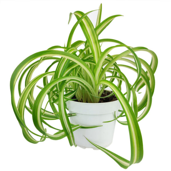 Curly Spider Plant 'Bonnie' - Image 3