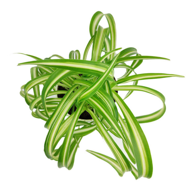 Curly Spider Plant 'Bonnie' - Image 4