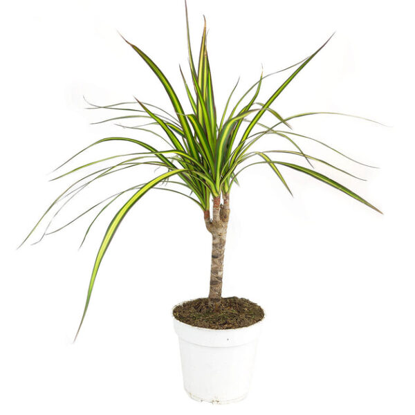 Dracaena Kiwi - Image 5
