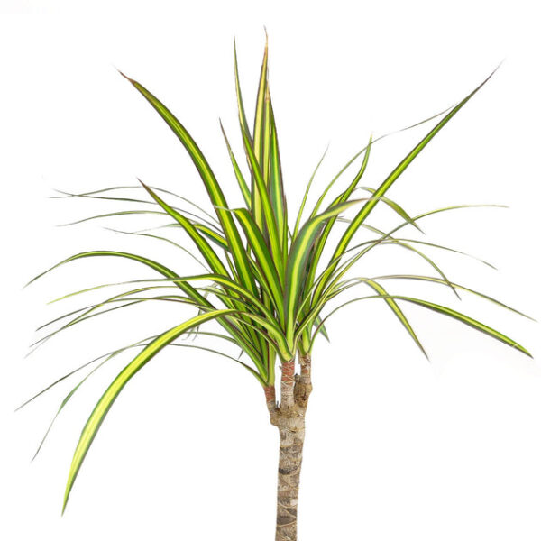 Dracaena Kiwi - Image 4