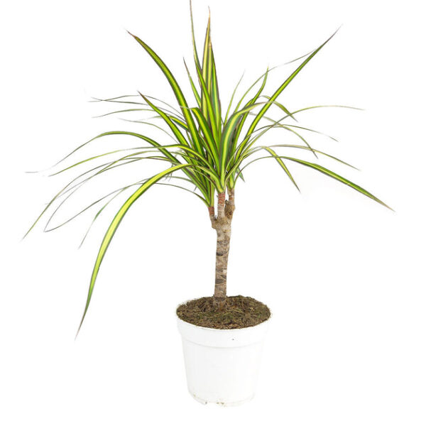 Dracaena Kiwi - Image 2