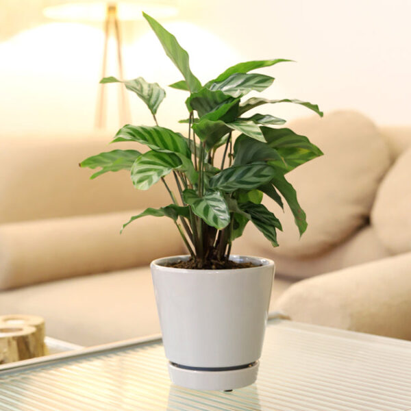 Pack of 3 Gray Minimalist Ceramic Pots - Image 5