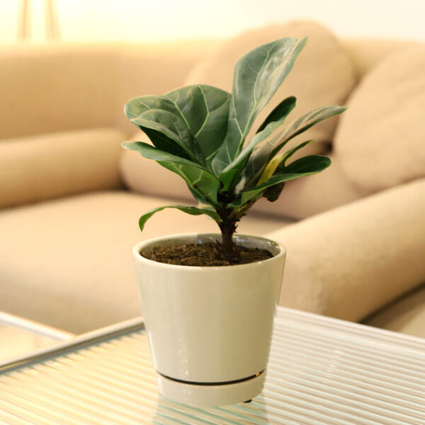 Ficus Lyrata Little Sunshine - Image 7