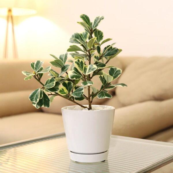 Pack of 3 White Minimalist Ceramic Pots - Image 5