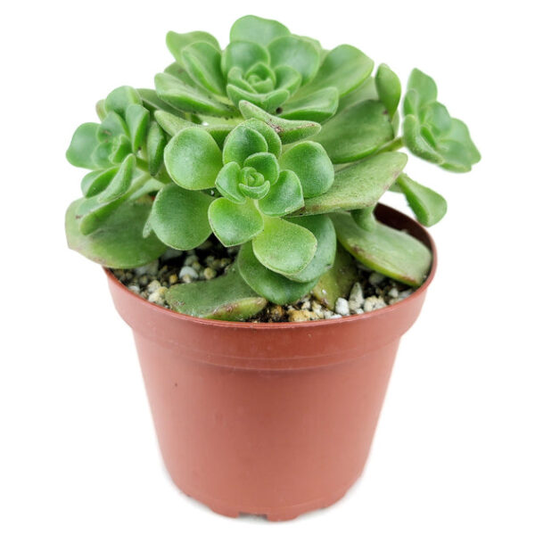 Aeonium Lily Pad Rosettes - Image 7
