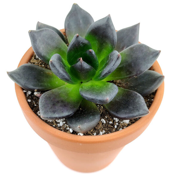 Echeveria Black Prince - Image 5