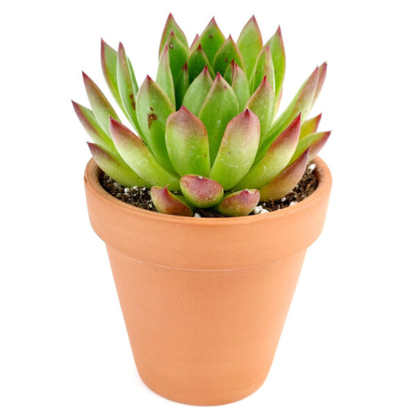 Echeveria Agavoides Lipstick Succulent - Image 6