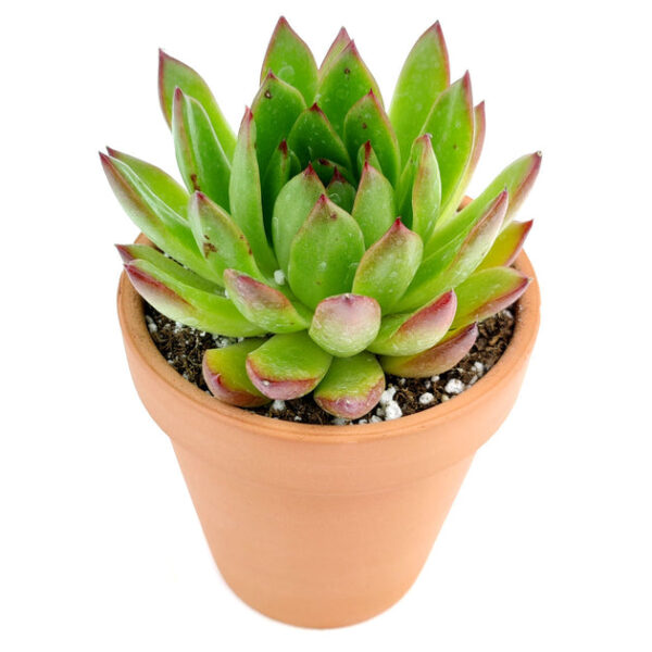 Echeveria Agavoides Lipstick Succulent - Image 8