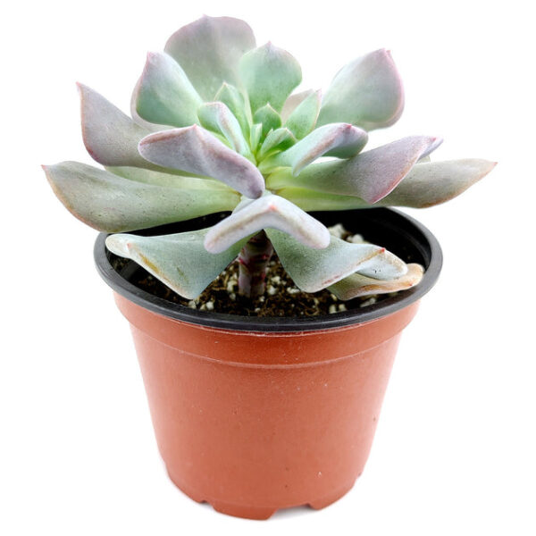 Echeveria Cubic Frost - Image 5