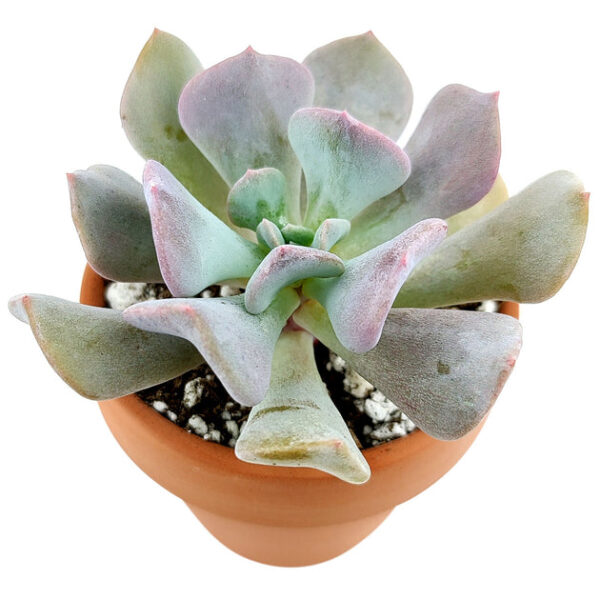 Echeveria Cubic Frost - Image 8
