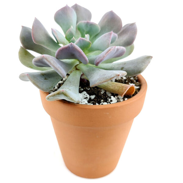 Echeveria Cubic Frost - Image 9