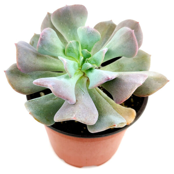 Echeveria Cubic Frost - Image 6