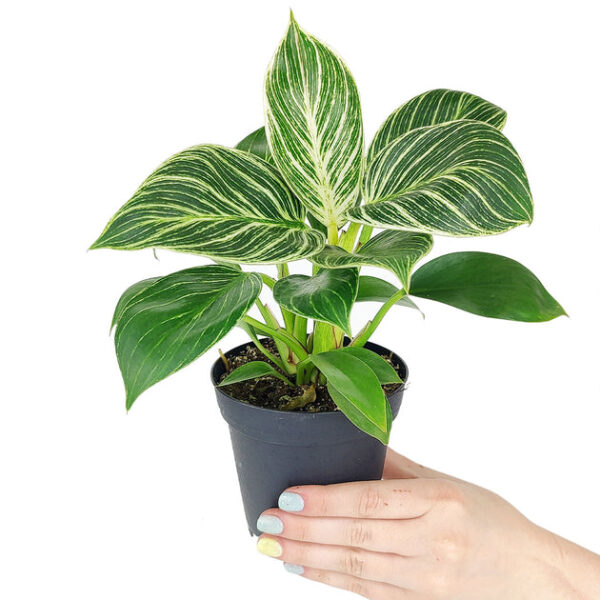 Philodendron Birkin - Image 4