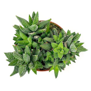 Haworthia attenuata Enon