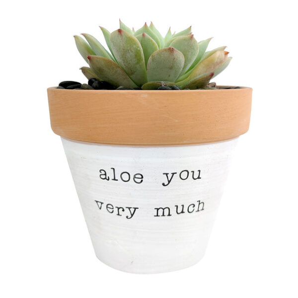 Aloe You Very Much Planter