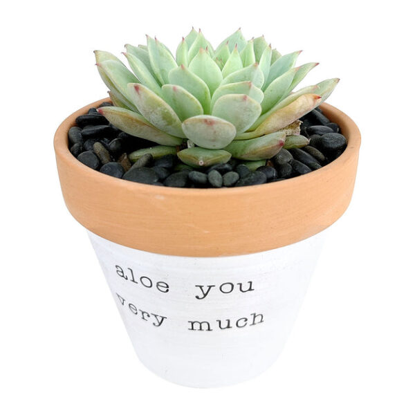 Aloe You Very Much Planter - Image 2