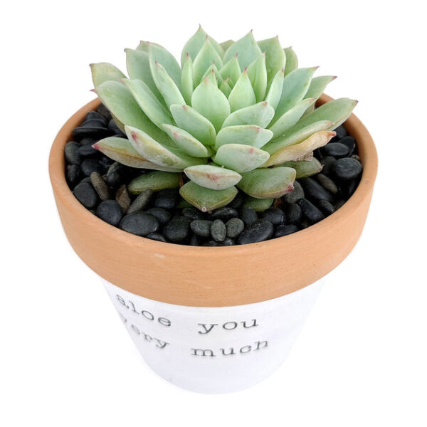 Aloe You Very Much Planter - Image 3