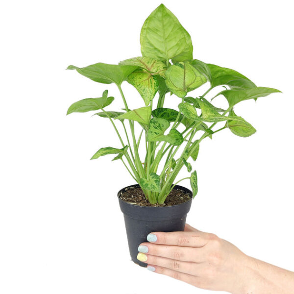Syngonium Berry Allusion - Image 4