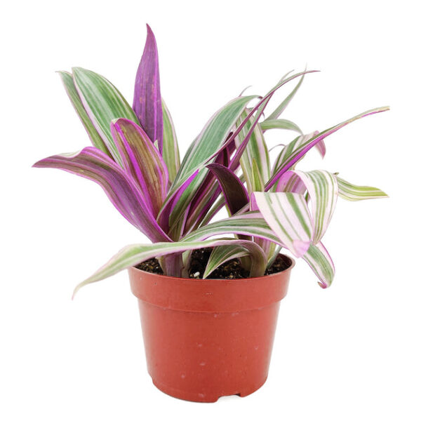 Rhoeo Tricolor 'Moses In The Cradle' - Image 2
