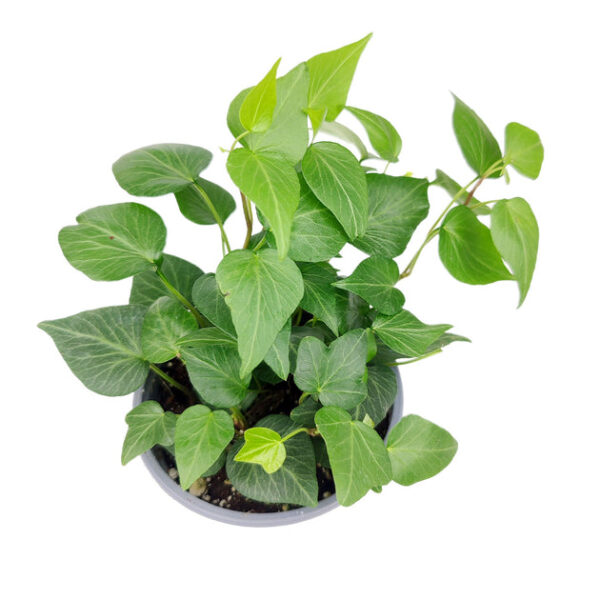 Green Ivy Plant - Image 3