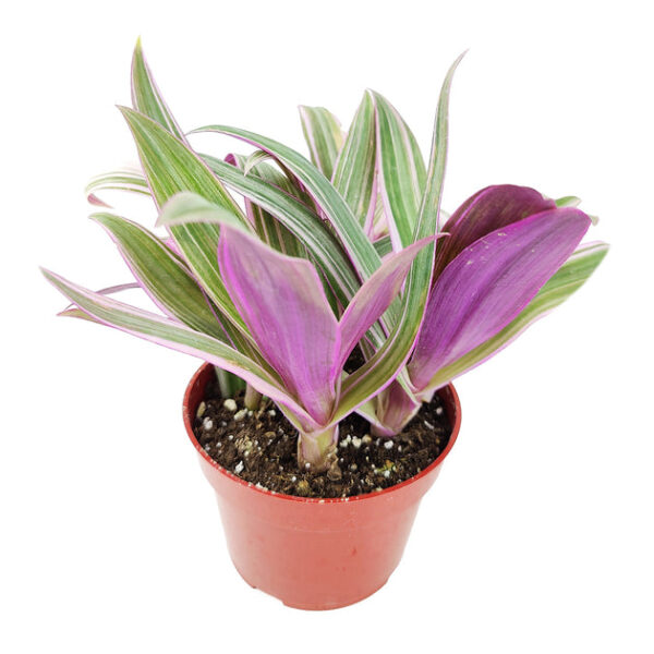 Rhoeo Tricolor 'Moses In The Cradle' - Image 3