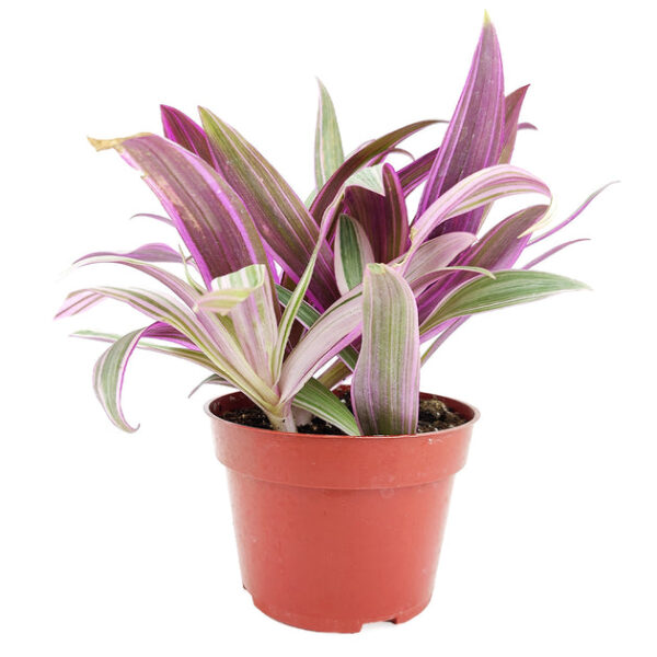 Rhoeo Tricolor 'Moses In The Cradle' - Image 4