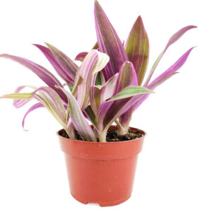 Rhoeo Tricolor 'Moses In The Cradle'