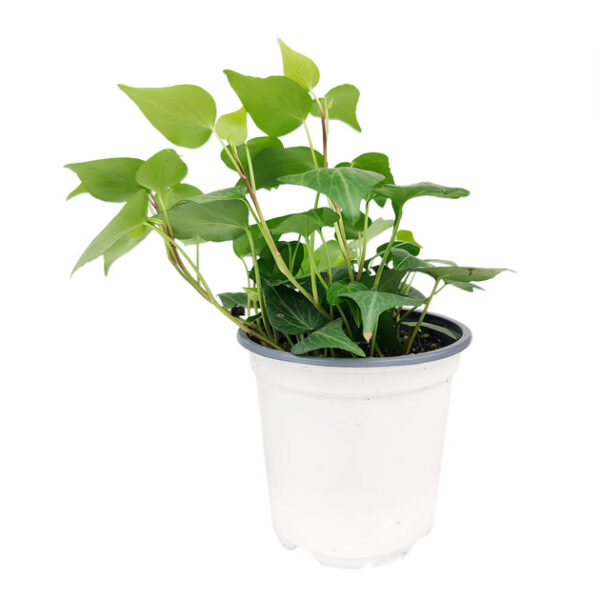 Green Ivy Plant - Image 6