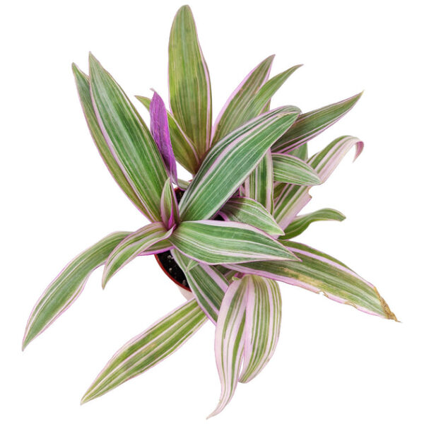 Rhoeo Tricolor 'Moses In The Cradle' - Image 5