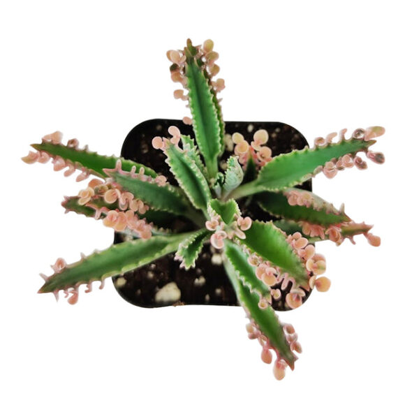 Mother of Thousands Kalanchoe - Image 7