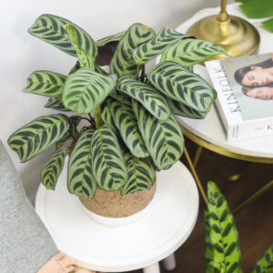 Calathea Burle Marx