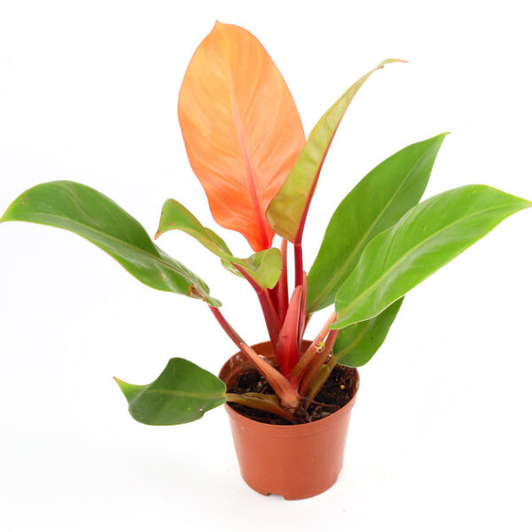 Philodendron Cherry Red - Image 8