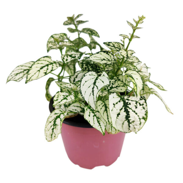 Hypoestes Phyllostachya White Splash - Image 9