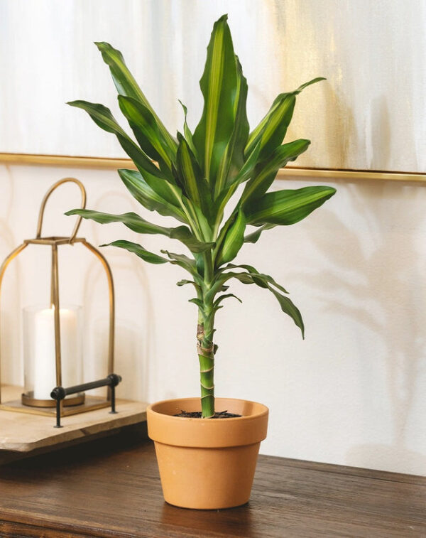 Dracaena Cintho - Image 2