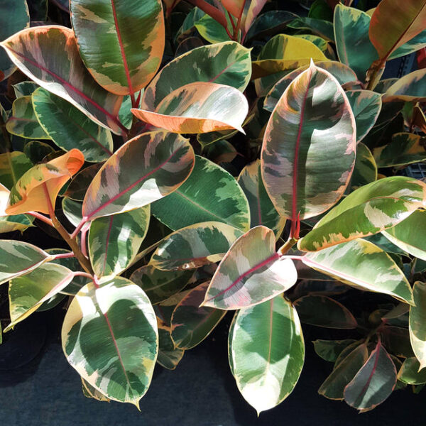 Ficus Elastica Ruby Pink - Image 6