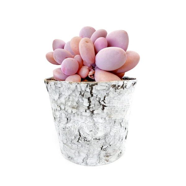 Birch Pot Small Size
