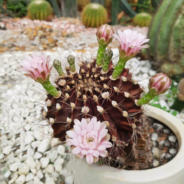 Britton And Rose Cactus
