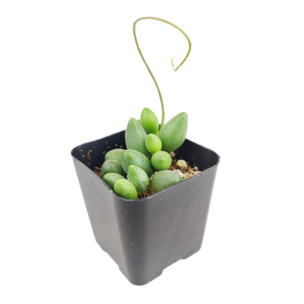 Adromischus Filicaulis ssp. Marlothii Crassula - Image 3