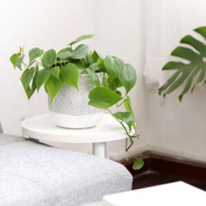 Philodendron Cordatum