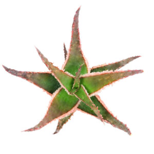 Aloe Coral Fire