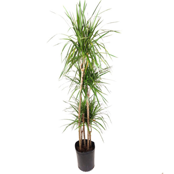 Large size Dracaena Marginata - Image 3